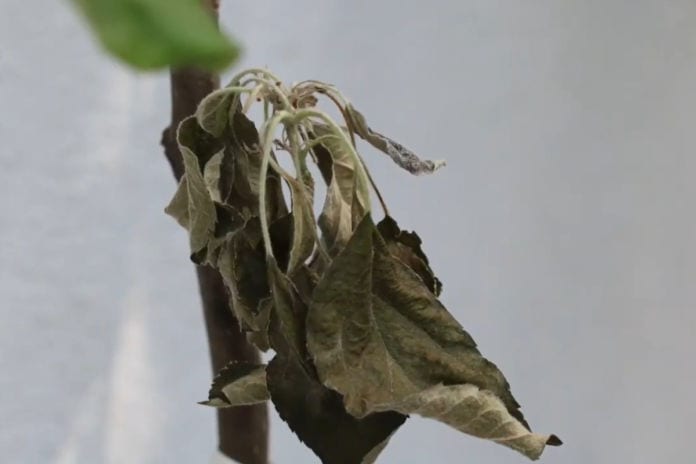 zaraza ogniowa