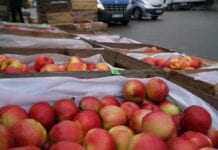bronisze ceny jabłek
