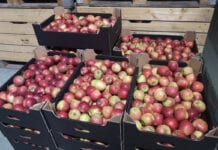 Ceny jabłek w grupach producenckich 27.05.2020 – popyt zmalał, ceny zostały