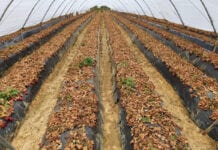 Skąd niskie ceny truskawek w Hiszpanii?