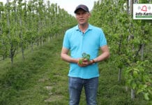 Komunikat sadowniczy – Robert Binkiewicz, Agrosimex, 13.05.2020