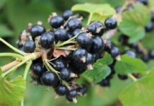 Wysoka cena, więcej nasadzeń – czy tędy droga?