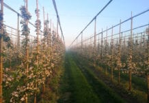 Rosja: Przymrozki ograniczyły produkcję owoców
