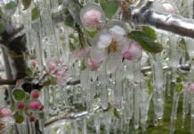 Zimni ogrodnicy: Prognozy potwierdzają przymrozki