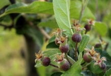 „Ochrona sadów w okresie okołokwitnieniowym” –  retransmisja webinarium