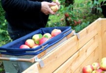 Prognosfruit 2020: wzrost produkcji jabłek w Polsce, stabilna Europa,  niskie plony w Chinach i USA