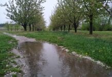Do 5 tys. zł dotacji na przydomowe oczka wodne