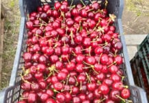Pierwszy krajowy Burlat w sprzedaży: jakie ceny?