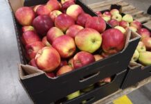 Cennik jabłek na sortowanie – 26 kwietnia 2021