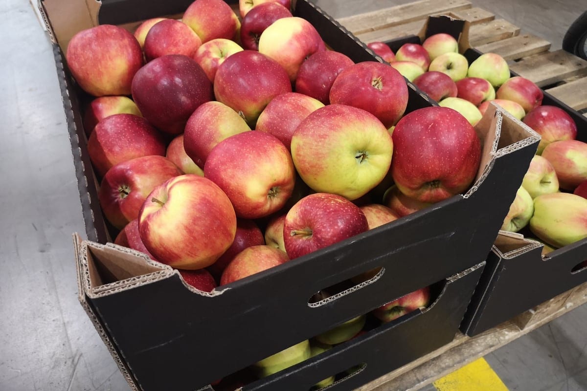 Rosyjskie Ministerstwo Rolnictwa rozważy wprowadzenie limitów na import jabłek i śliwek