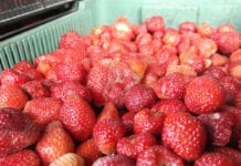 Aktualne ceny truskawek w hurcie i na skupach