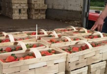 Brak truskawek z importu – jak wpłynie to na rynek?