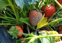 Coraz trudniej rozpoznawać choroby w sadach i na plantacjach
