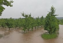 Pogoda nie odpuszcza. Kolejne podtopienia sadów i plantacji