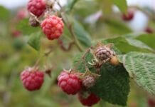 Nawałnice niszczą plantacje malin za zachodzie Serbii