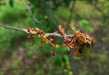 Niechemiczna ochrona sadów pestkowych nie wyeliminuje chorób całkowicie