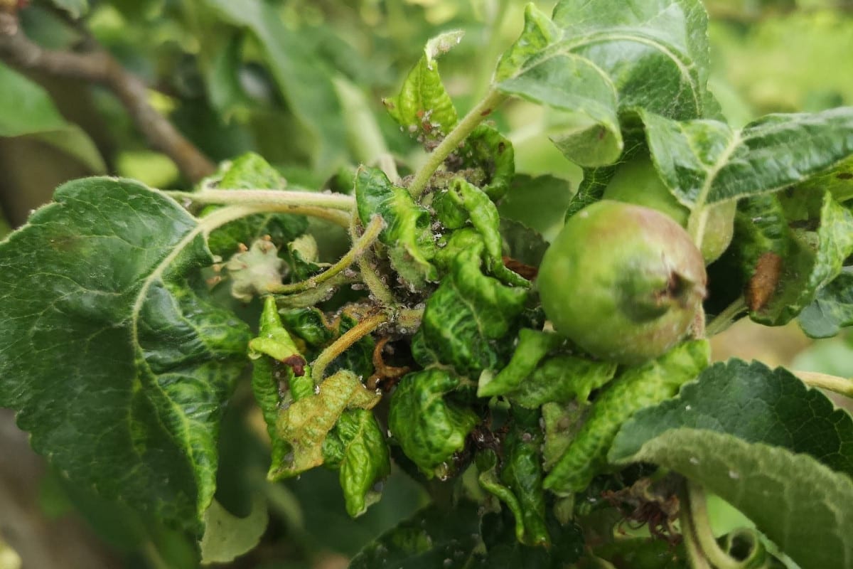 Pędy zasiedlone przez mszycę jabłoniowo-babkową