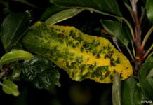 Nekrotyczna plamistość liści – duże nasilenie w sadach
