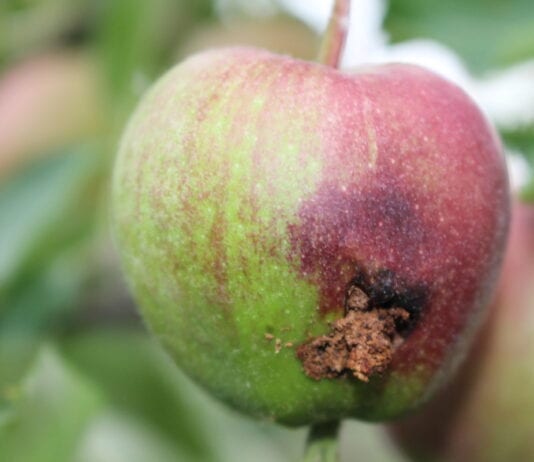 Zwalczanie owocówki jabłkóweczki preparatem biologicznym