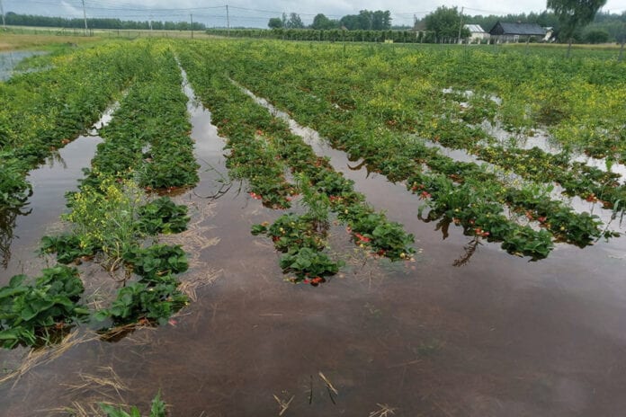 plantacje truskawek pod wodą