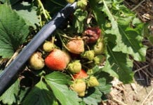 Szara pleśń w uprawie truskawek – jak zapobiegać?