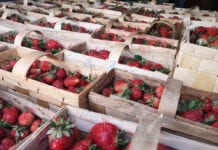 Ceny truskawek w hurcie – Bronisze, 18.06.2020