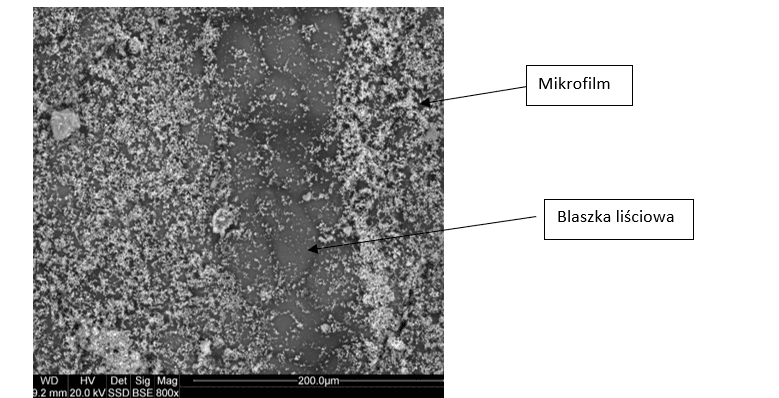 Fot. 4 Zdjęcie spod mikroskopu elektronowego liścia truskawki opryskanego produktem KlinoGrow