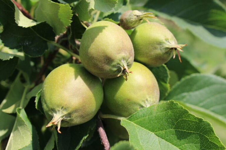 MIEDŹ czy MIEĆ – co z bezpieczeństwem zabiegów miedzią po kwitnieniu w jabłoni