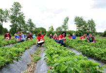 Nauczyciele przystąpili do zbiorów truskawek