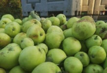 Symboliczne ilości jabłek z przerywki – jakie stawki?