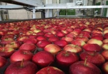Ceny jabłek deserowych w Południowym Tyrolu