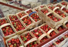Plantatorzy oczekiwali lepszych cen za Malwinę
