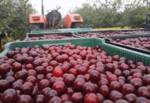Ceny wiśni 2020: Większe zakłady nie zaczęły jeszcze skupu