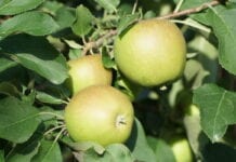 Budowanie jakości jabłek – krzem i wapń, 19.07.2020