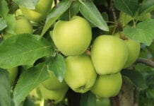 Stosowanie preparatów Milbeknock 10 EC i Koromite 10 EC dla odmiany Golden Delicious