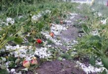 plantacje truskawek 2020