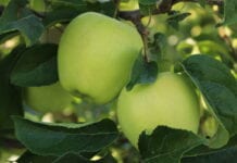 Francja: Zbiory jabłek mniejsze o 9 procent