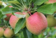 Szwajcarski sposób ochrony rynku jabłek