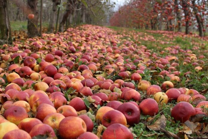 tb fruit