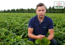Zabiegi pozbiorcze na plantacjach truskawek – komunikat jagodowy Agrosimex, 15.07.2020