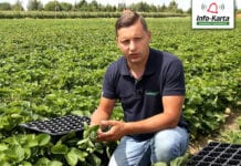 Rozsada truskawki – komunikat jagodowy Agrosimex, 13.07.2020