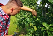 Po opadzie czerwcowym  – relacja z sadu Łukasza Dobrosza – 03.07.2020