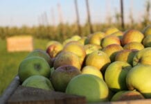 Pierwsze oferty skupu jabłek z „przerywki”