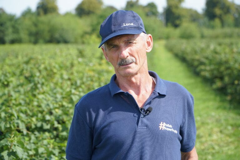 Polecane odmiany porzeczki czarnej – prof. Pluta, pokaz w sadzie IO