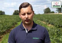 Program nawożenia i fertygacji borówki – komunikat jagodowy Agrosimex, 28.07.2020