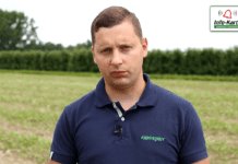 Przygotowanie stanowiska pod nowe nasadzenia truskawki – komunikat jagodowy Agrosimex, 17.07.2020