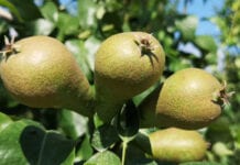 Produkcja gruszek we Włoszech poniżej średniej