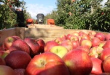 Holandia – zbiory jabłek w 2020 będą mniejsze