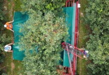Mechaniczny zbiór wiśni w sadzie Szymona Czuja [Video]