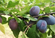 Amers odmiana